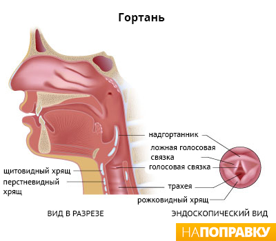 сагиттальный и эндоскопический вид гортани