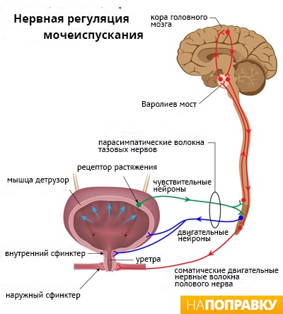 Нервная регуляция мочеиспускания (схема)