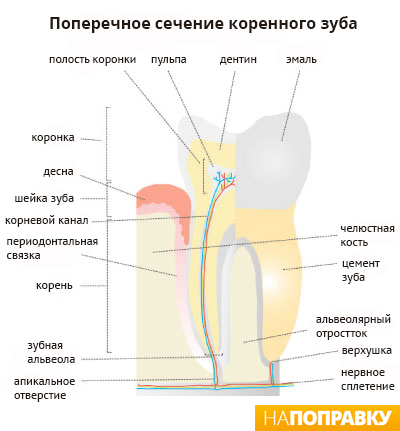 поперечное сечение коренного зуба