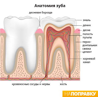 анатомия зуба.jpg