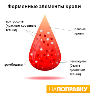 форменные элементы крови