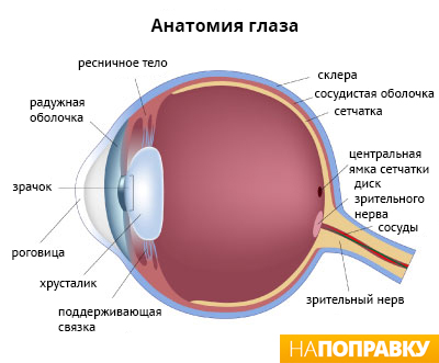 анатомия глаза