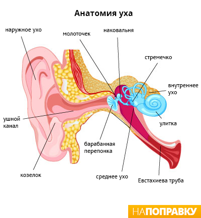 анатомическое строение уха
