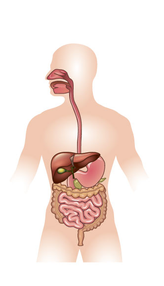 анатомия пищеварительной системы