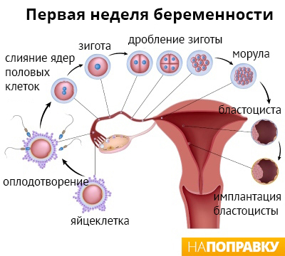 Беременность-(анатомия).jpg